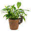 Blume Animals UV Resistant Stone Garden Statue