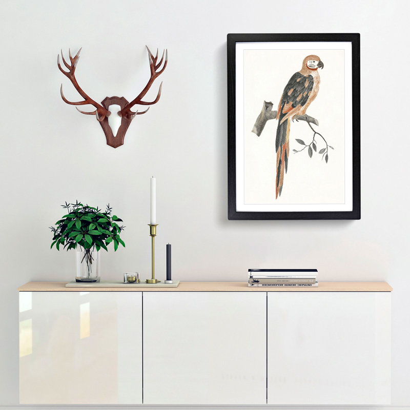 A Parrot by Johan Teyler - Framed Print, 63cm H x 45cm W x 2cm D, Black Framed
