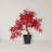 Autumn Maple Bonsai