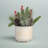 Christmas Decorative Accent