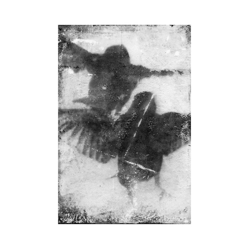 B&W Flight VII by Ingrid Blixt - Wrapped Canvas Print, 20.32 cm H x 30.48 cm W