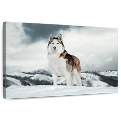 Majestic sibérien Husky