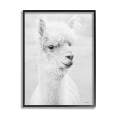 Animal de ferme alpaga monochrome - photographie