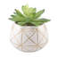 Ensemble de plantes grasses artificielles Gamache