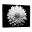 Dahlia en noir et blanc - impressions encadrées-89097196-89097172