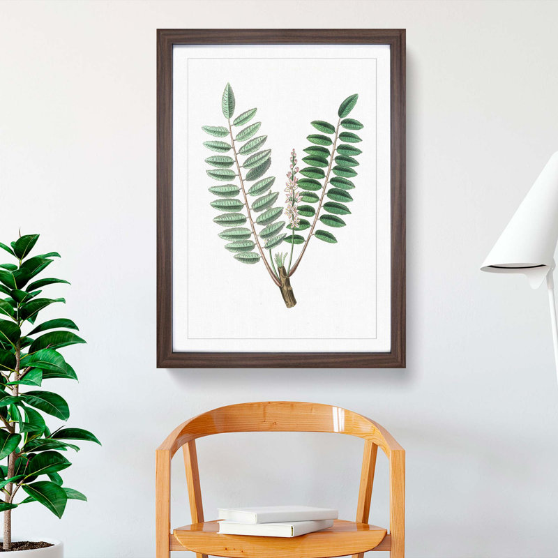 Indian Frankincense Flowers Illustration - Framed Print, 48cm H x 36cm W x 2cm D, Walnut Framed