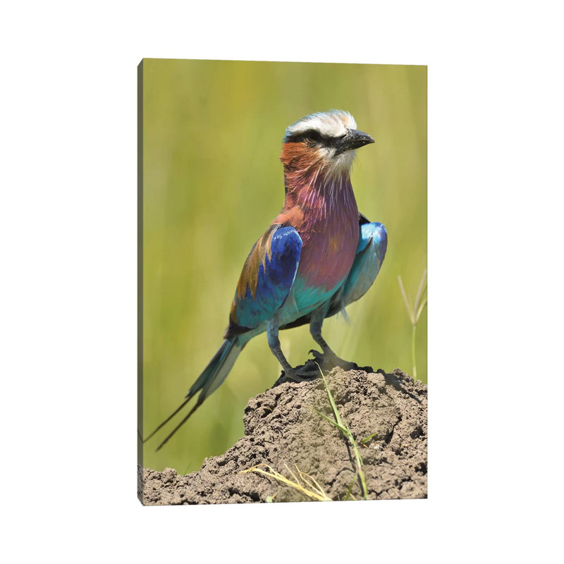 «Lilac-Breasted Roller» par Elmar Weiss - Photographie sur toile tendue, H 26 po x l 18 po x 1,5 po