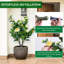 89.9cm Plant-1183563103