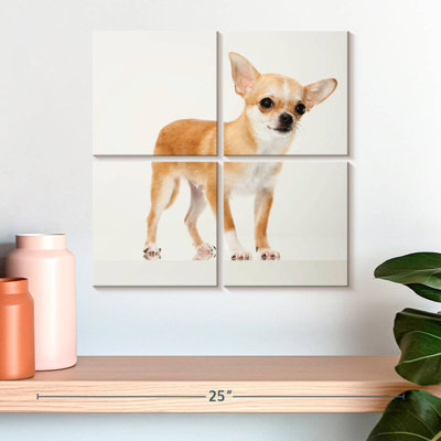 Chihuahua précieux