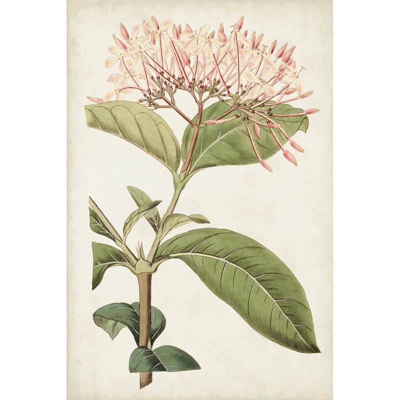 Antique Botanical Collection VI by Ridgeway - Wrapped Canvas Art Prints, 91 cm H x 61 cm W, Black Floater Framed