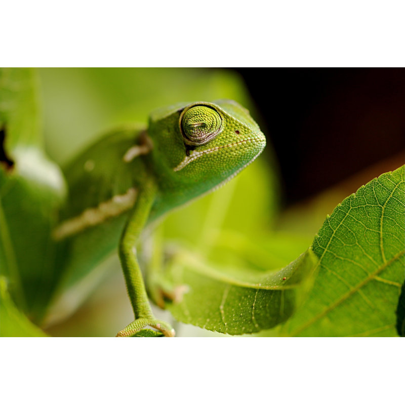 Chameleon - Wrapped Canvas Print, 81cm H x 122cm W x 3.8cm D