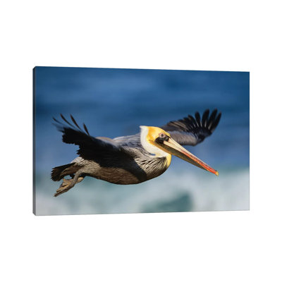 Brown Pelican Flying, North America by Tim Fitzharris - Wrapped Canvas Print