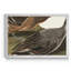 Pin Tailed Duck - reproduction de cadre photo sur toile-1225668242-1225668244