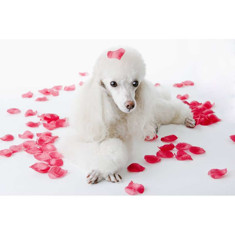 Romantic Heart Petals Poodle - Wrapped Canvas Print, 30cm H x 46cm W x 3.8cm D