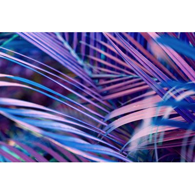 Palm Tree Leaves by Andrey Danilovich