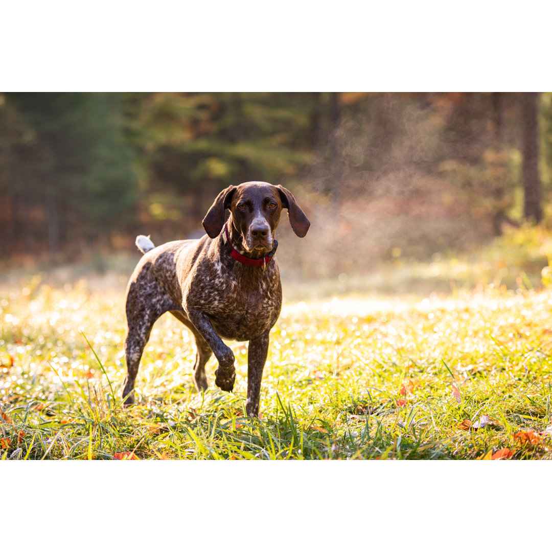 Deutsch Kurzhaar Vorstehhund von Cavan Images - Leinwandbilder Kunstdrucke