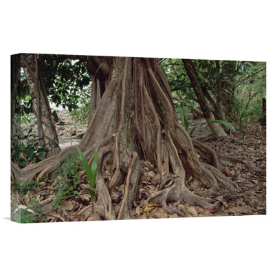 " Fig " Print