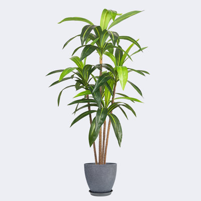 Pots ronds artificiels en résine et arbre Dracaena