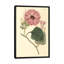 « ipomea jalapa », impression sur toile-73198201-73198199-73198200