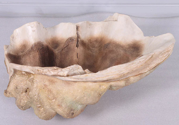 Calyce Clam Sea Shell Life Size Statue