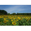 «Dix Park Sunflowers» par Zimmytws - photographie sur toile tendue
