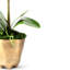Rowan Orchid Arrangement in Gold Planter-318355480