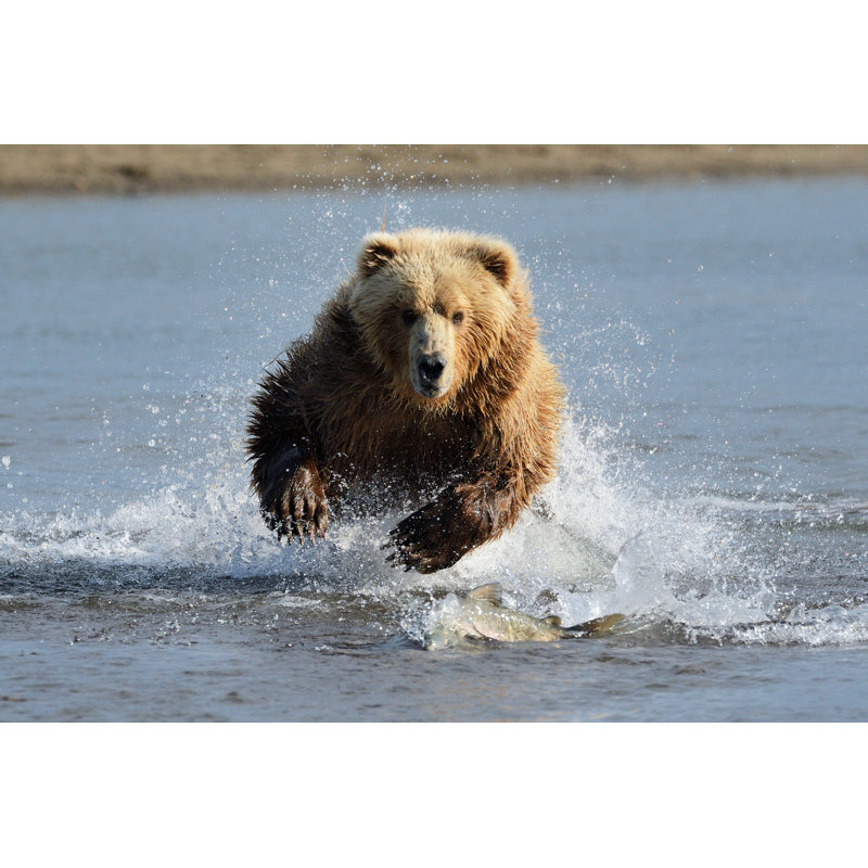 Grizzly Bear by AndreAnita - Wrapped Canvas Print, 51cm H x 76cm W