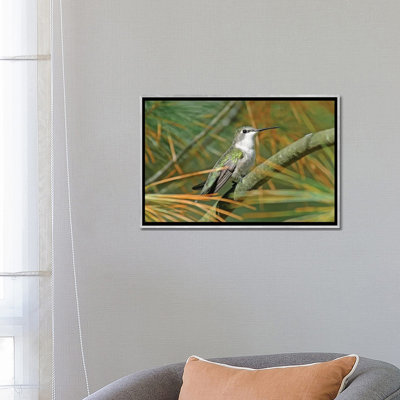 " Female Ruby Throated Hummingbird " by Brian Wolf