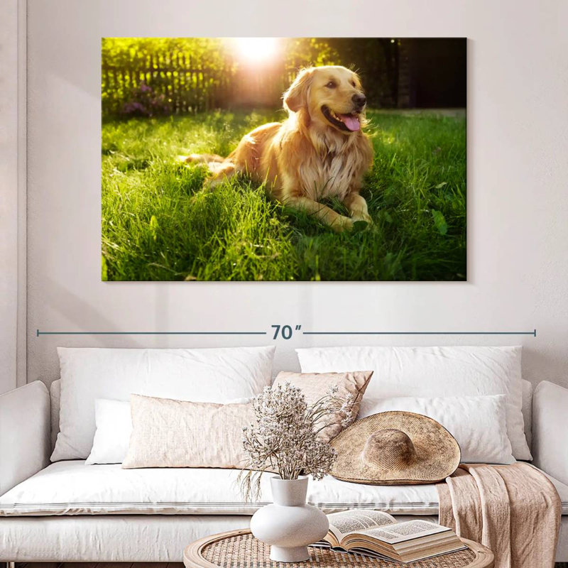 Golden retriever Brampt ensoleillé, H 34 po x l 51 po