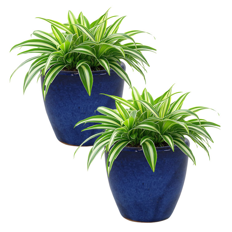 Blue Francine Round Imperial Ceramic Outdoor Planter
