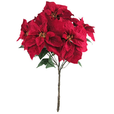 Poinsettia Bush