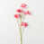 Rose est en rupture de stock