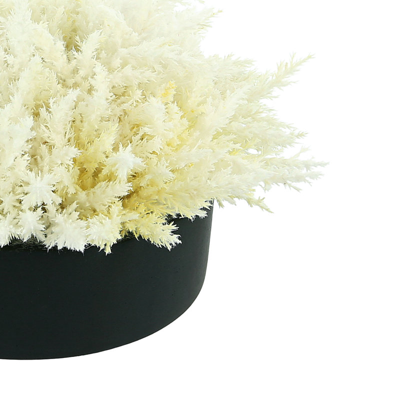 Pampas Grass in Round Fiberstone Planter