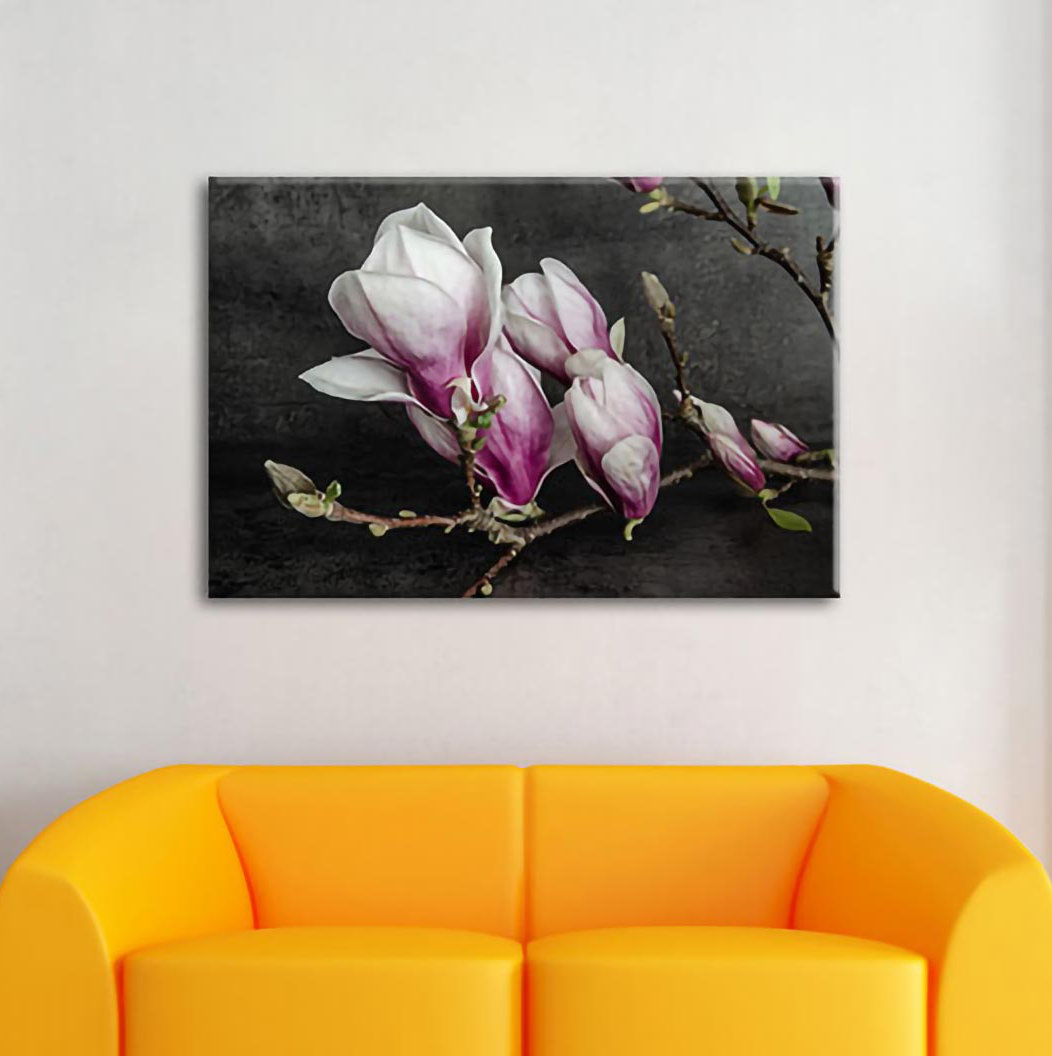 Leinwandbild Blooming Magnolia isoliert