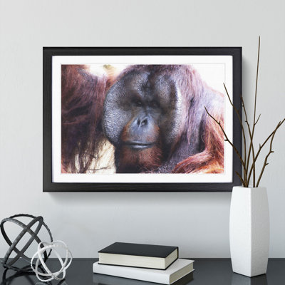 Orangutan Monkey Vol.2 - Framed Print