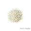 Urchin-White-Sm-1447989751