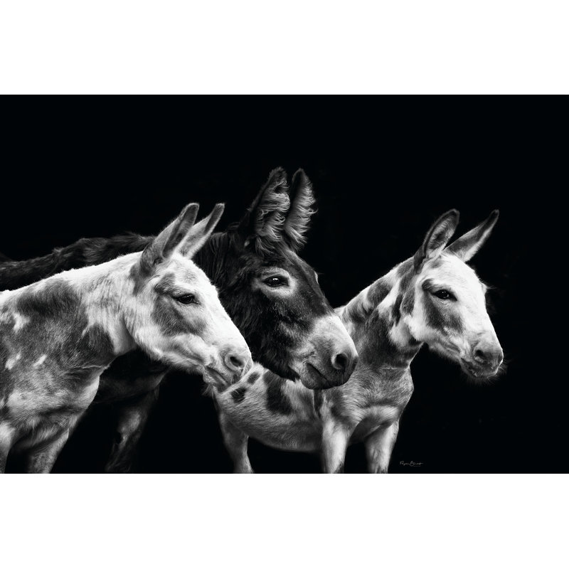 «Donkey Portrait II» par PHBurchett - Photographie sur toile tendue, H 20 po x l 30 po