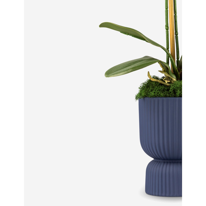 Orchidée fonctionnelle avec piédestal Realtouch Beauty