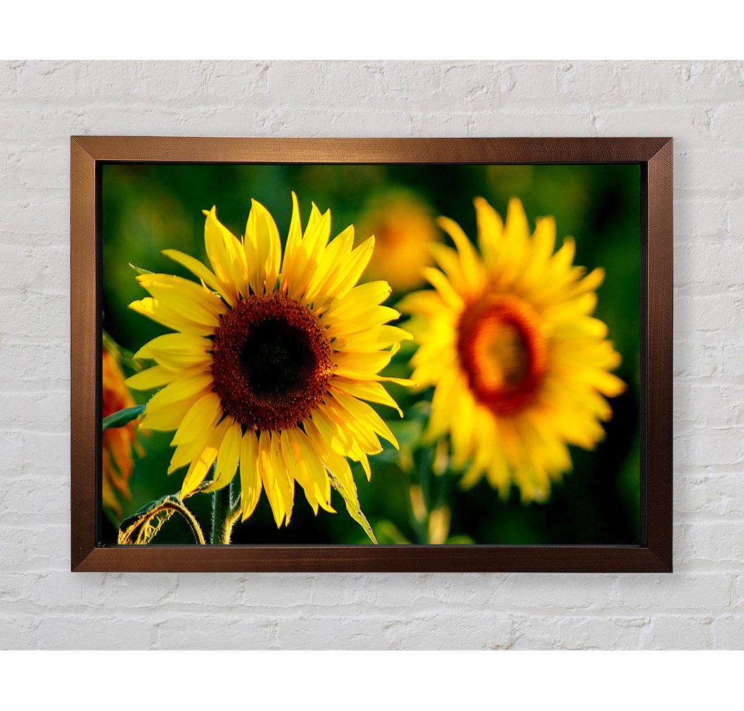 Sonnenblume Duo - Druck