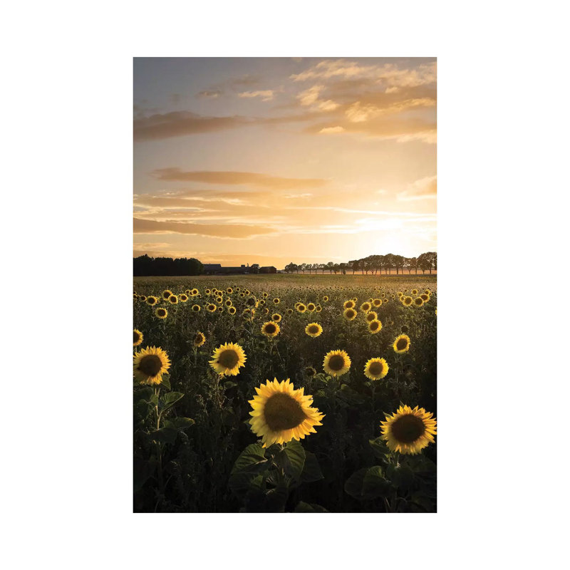 Sunflowerfield In Sweden by Christian Lindsten - Print on Canvas, Wrapped Canvas, 66.04cm H x 20.32cm W x 3.81cm D