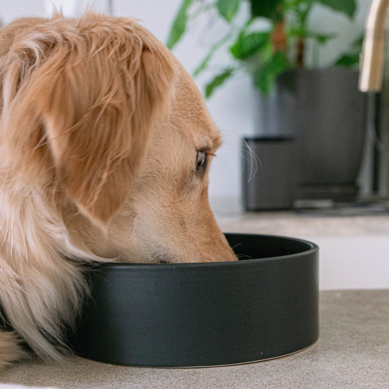 Dexypaws: Bol en céramique pour chien: - 50 oz - Plat élégant et fonctionnel pour nourriture pour animaux, nourriture et eau, lavable au lave-vaisselle, sécuritaire et non toxique, conception sans basculement