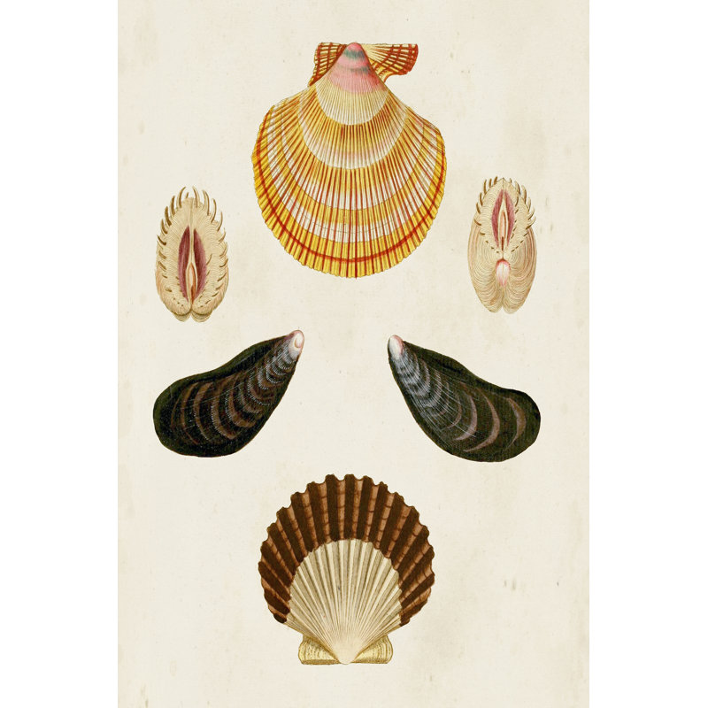 Knorr Shells I by G.W. Knorr - Painting on Canvas, 76cm H x 51cm W, Black Floater Framed