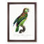 Turquoise-Fronted Amazon Parrot by F. Levaillant - Framed Print-55615257-55615258