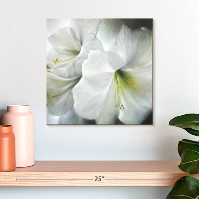 White Amaryllis II