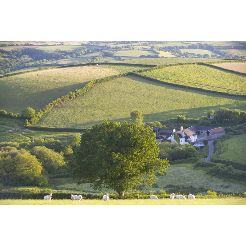 Sheep On Dartmoor by Pkawasaki - Wrapped Canvas Print, 20cm H x 30cm W