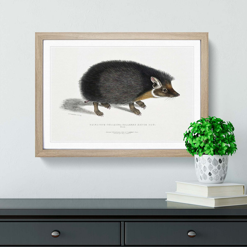Collared Hedgehog by John Edward Gray - Framed Print, 27cm H x 36cm W x 2cm D, Oak Framed