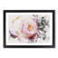 Pink Tipped Rose - Framed Print-56892116-56892122