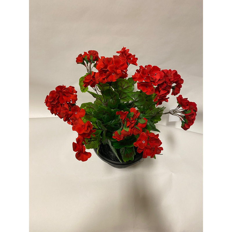 Arrangements floraux de géranium, Rouge
