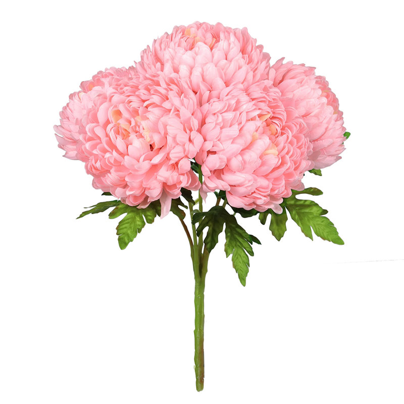 Chrysanthème buisson, Rosé