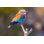 Lilas Breasted Roller par Trevorfairbank - photographie sur toile tendue
